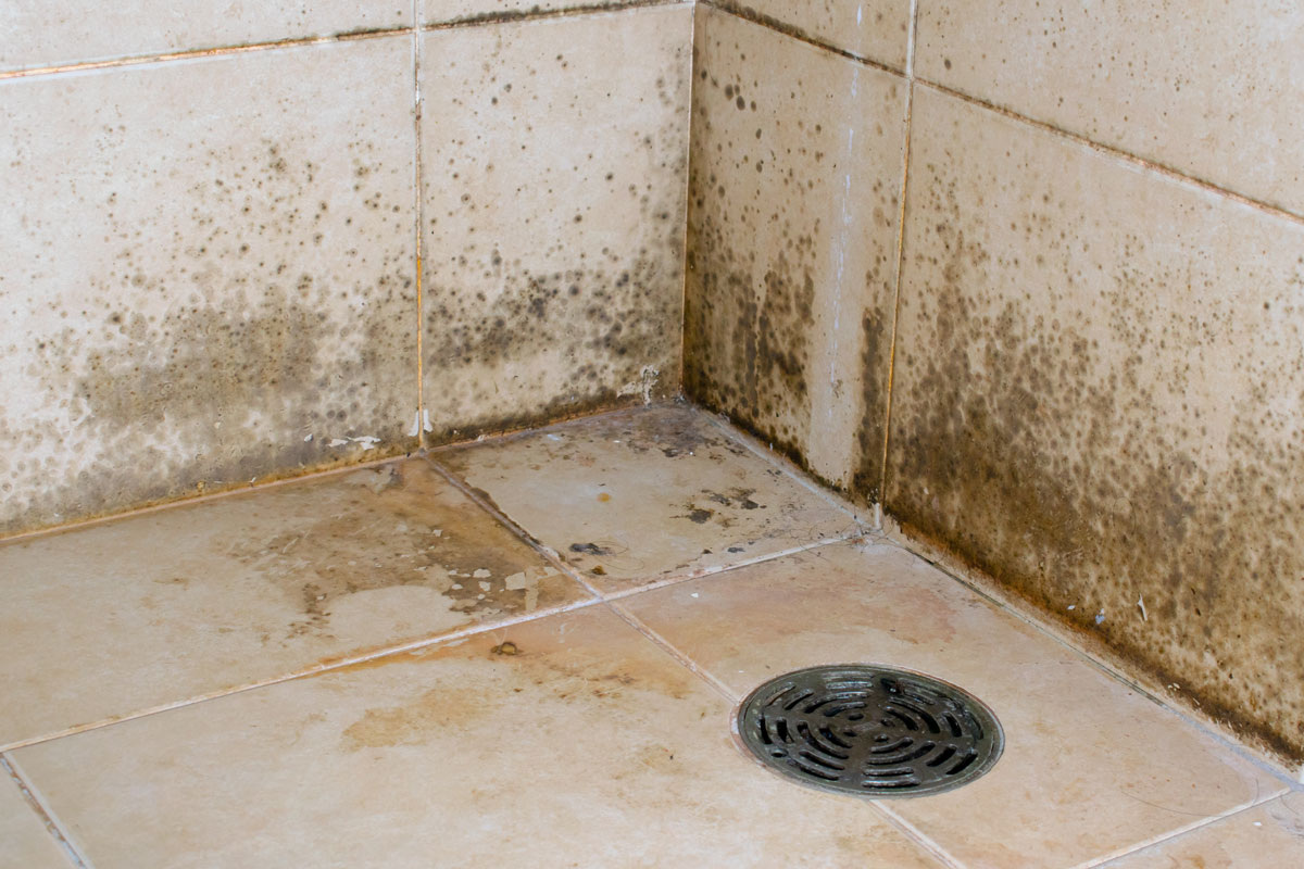 picture taken of the mold in the corner of the bathroom around drainage pipe.