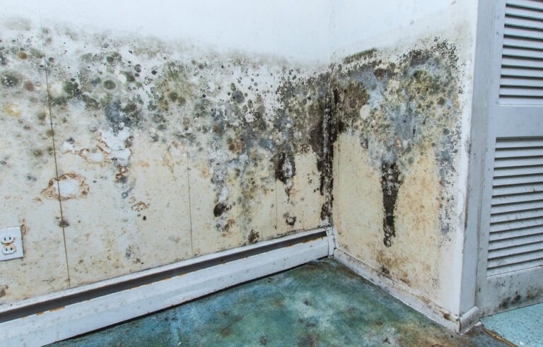 water damaged wall with mold