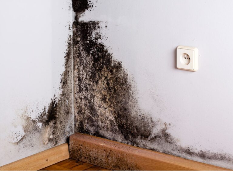 mold growing on the corner of the wall.