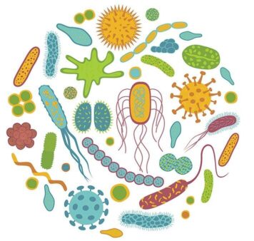 bacteria is the source of odor