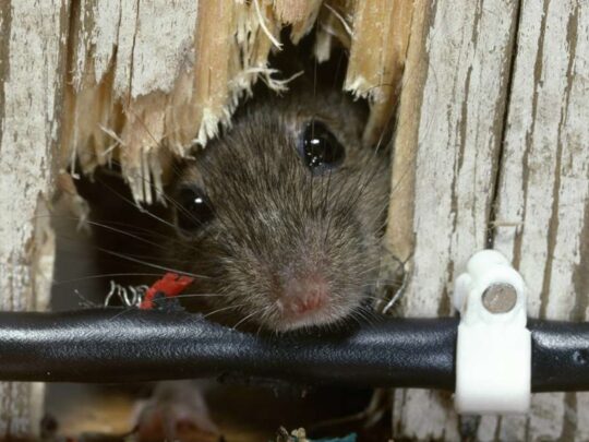 a mouse reveals itself from within a wall