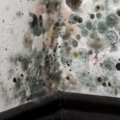 mold spots on the corner of the wall.
